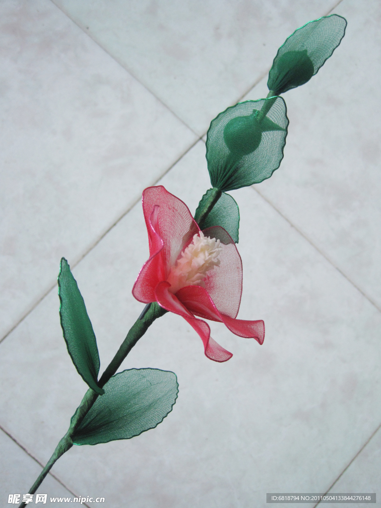 蜀葵右侧