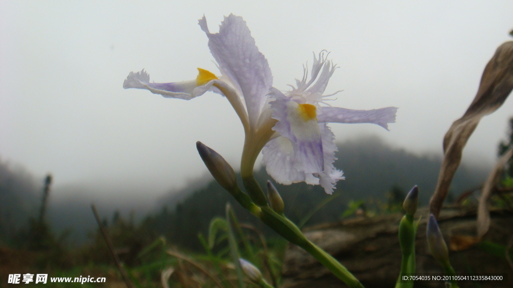 野花