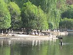 天鹅湖