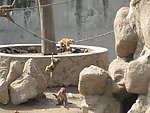 猴山