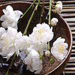 清雅花香