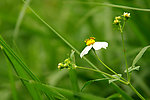 小花