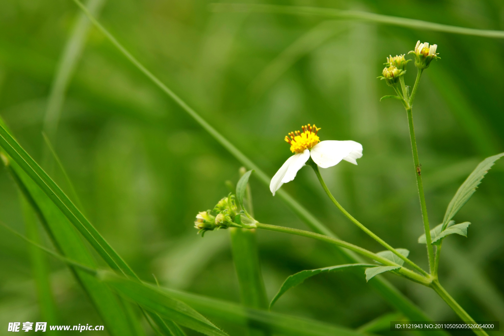 小花