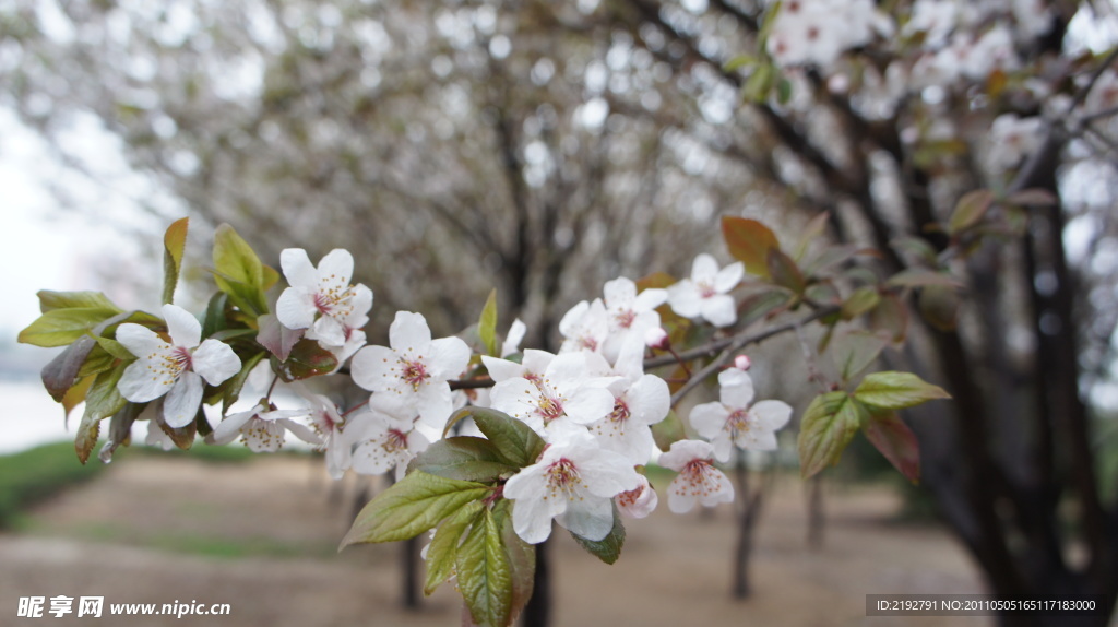 樱花