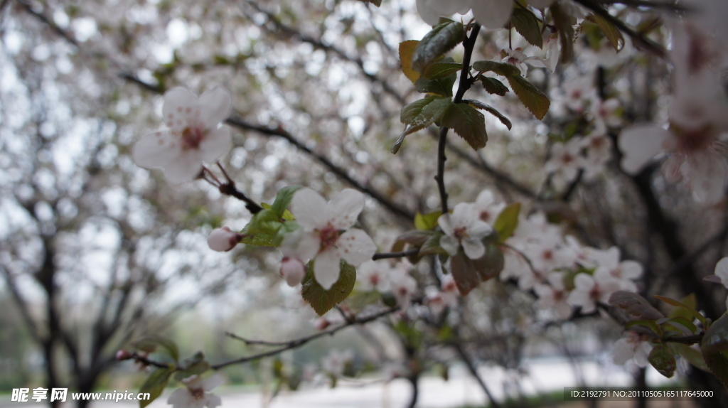 樱花