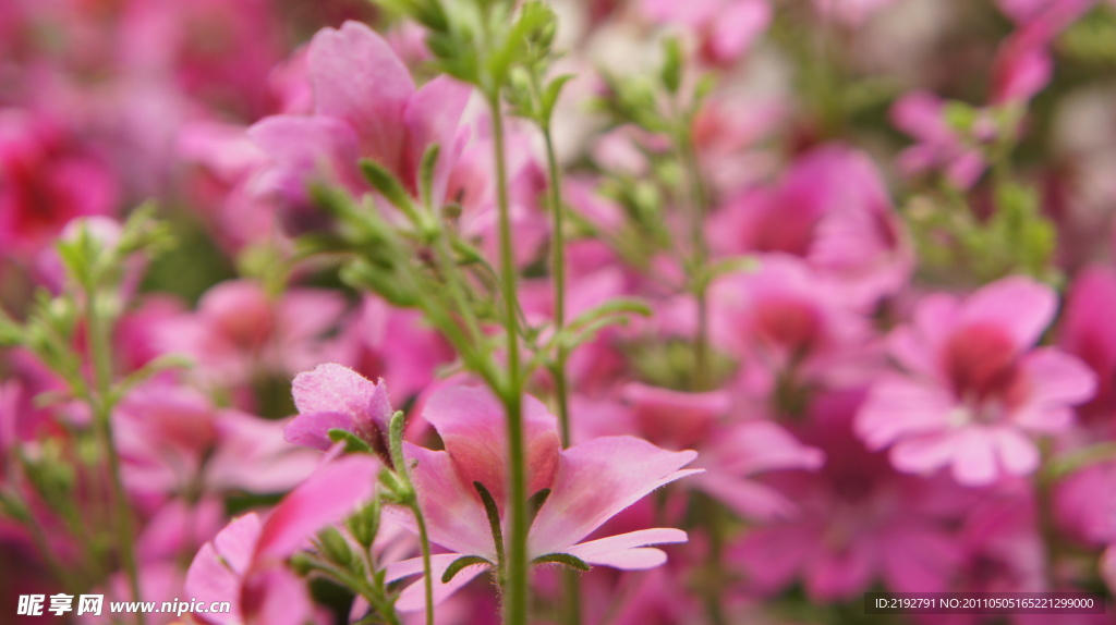 小花