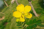 黄花