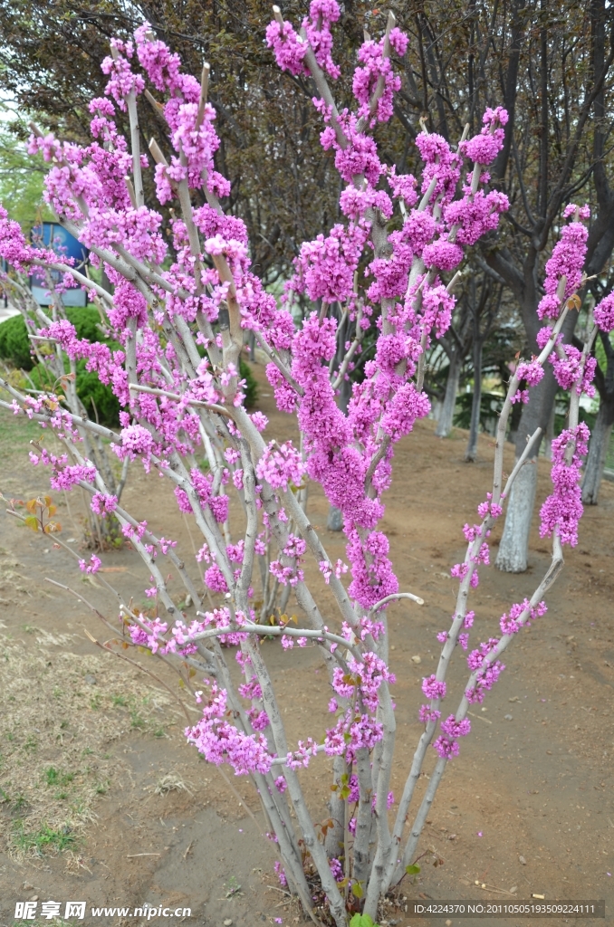 紫荆