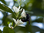 采蜜的大黄蜂