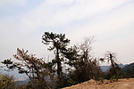 山顶上的树