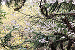 山中桃花