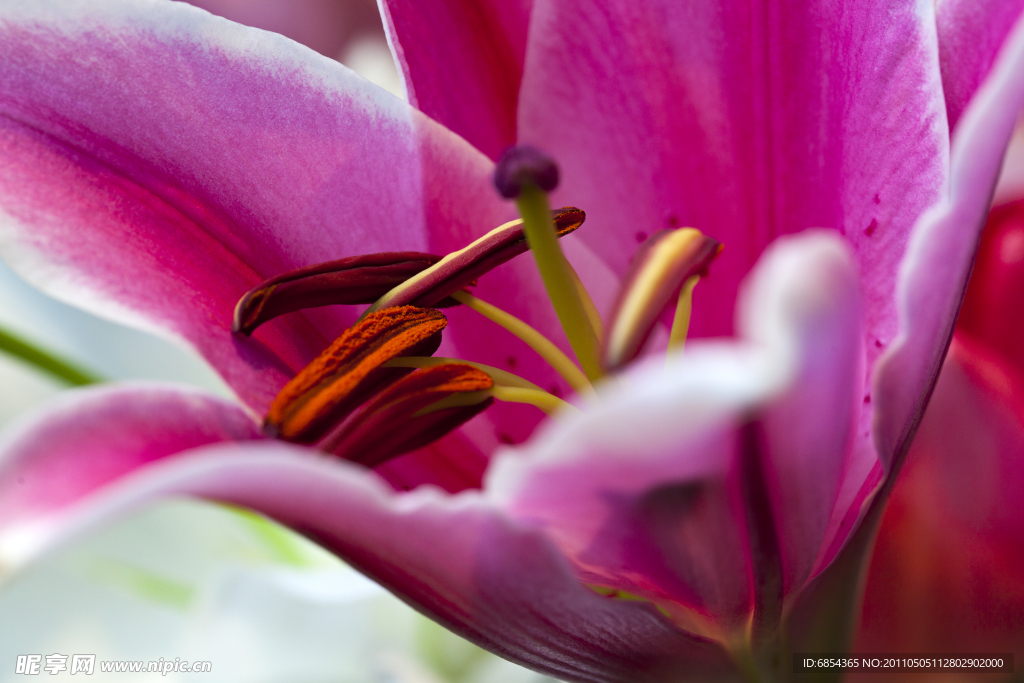 百合花