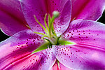 百合花