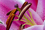 花蕊