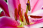 花蕊