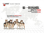 公司狼团队形象