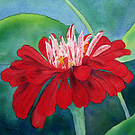 百日菊 花卉油画