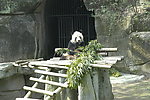 熊猫