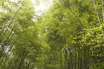 竹林
