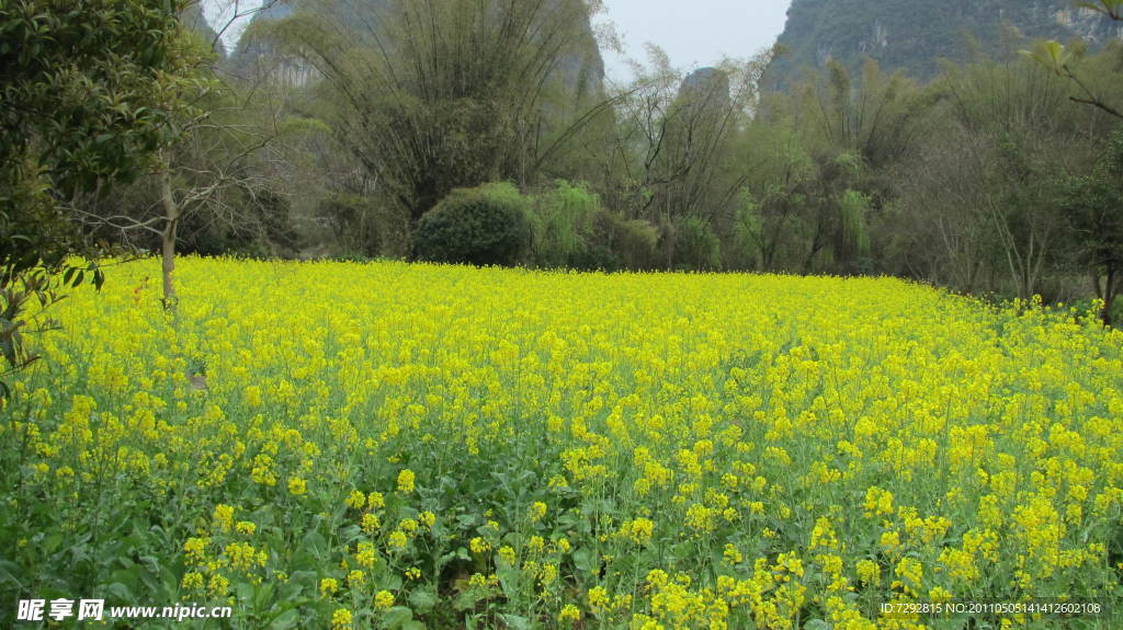 油菜花