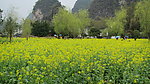 油菜花