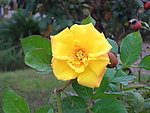 黄花 花卉