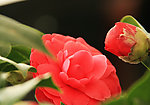 茶花