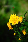 春日黄花
