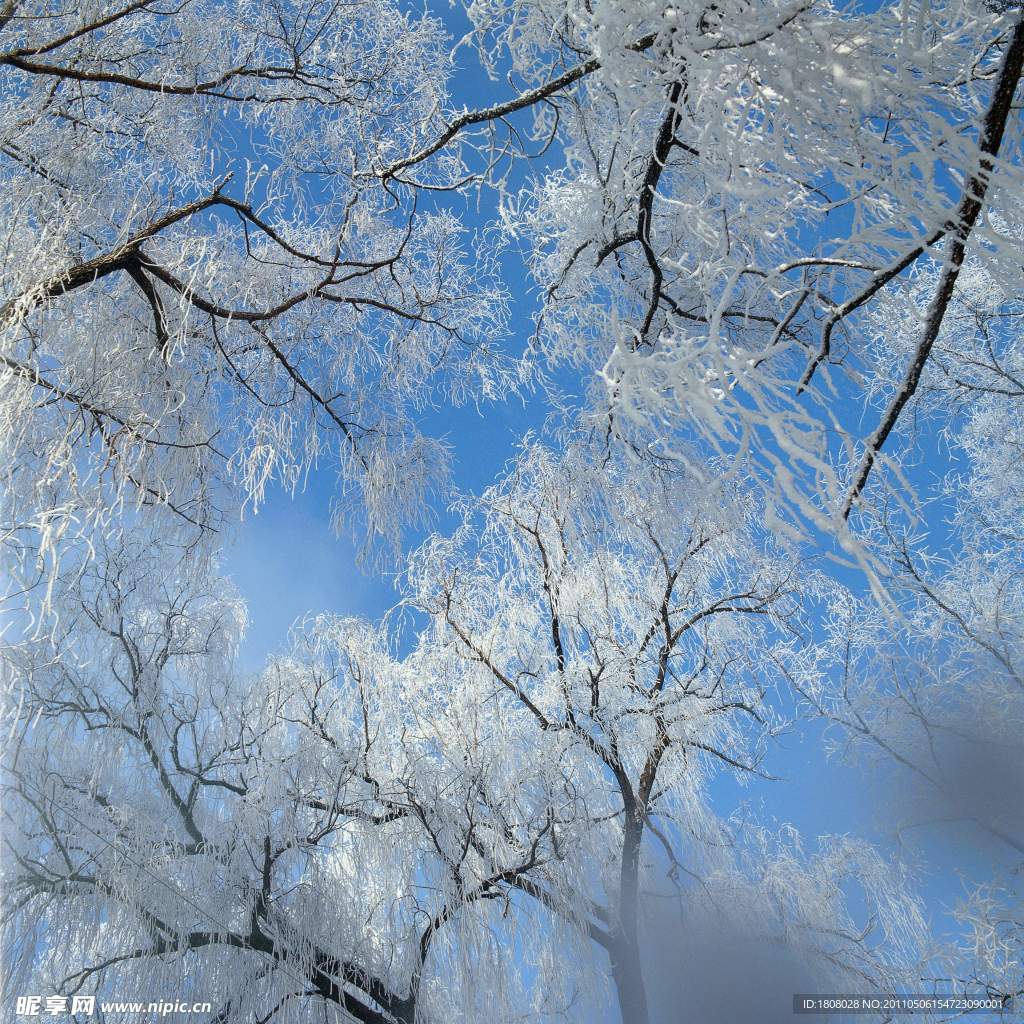 雪景树木