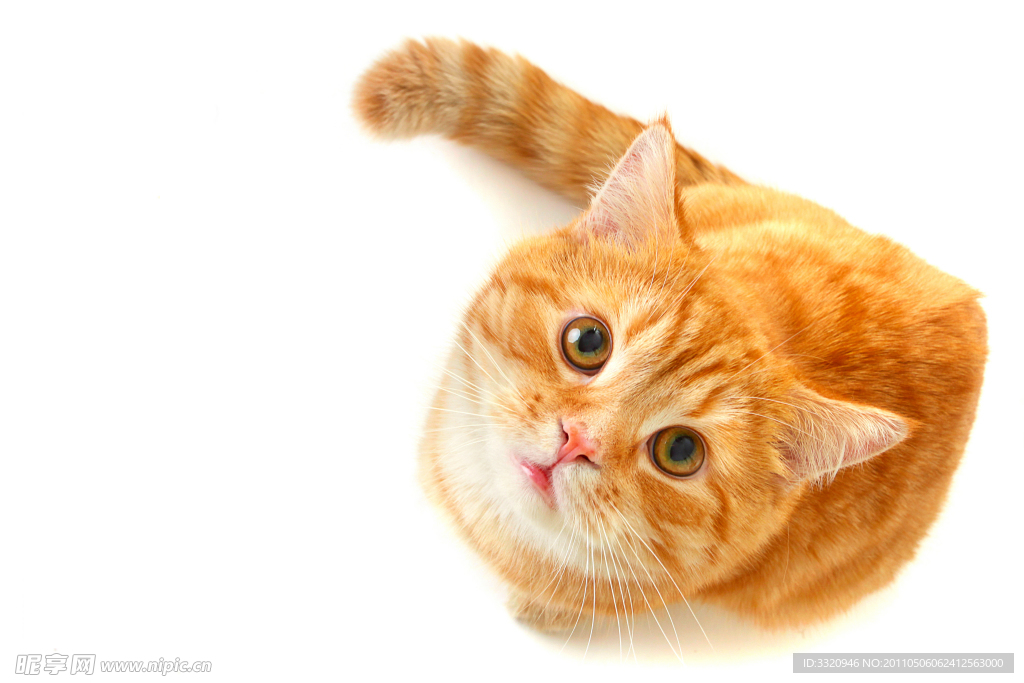 可爱的小猫