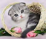 可爱的小猫