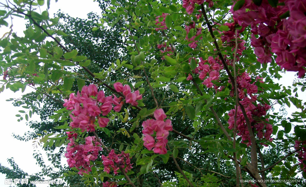 槐花