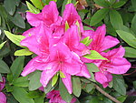 杜鹃花