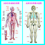 人体全身动脉发布图