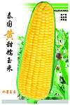 玉米包装