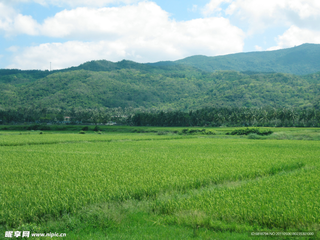 田野