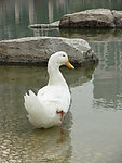 大白鸭