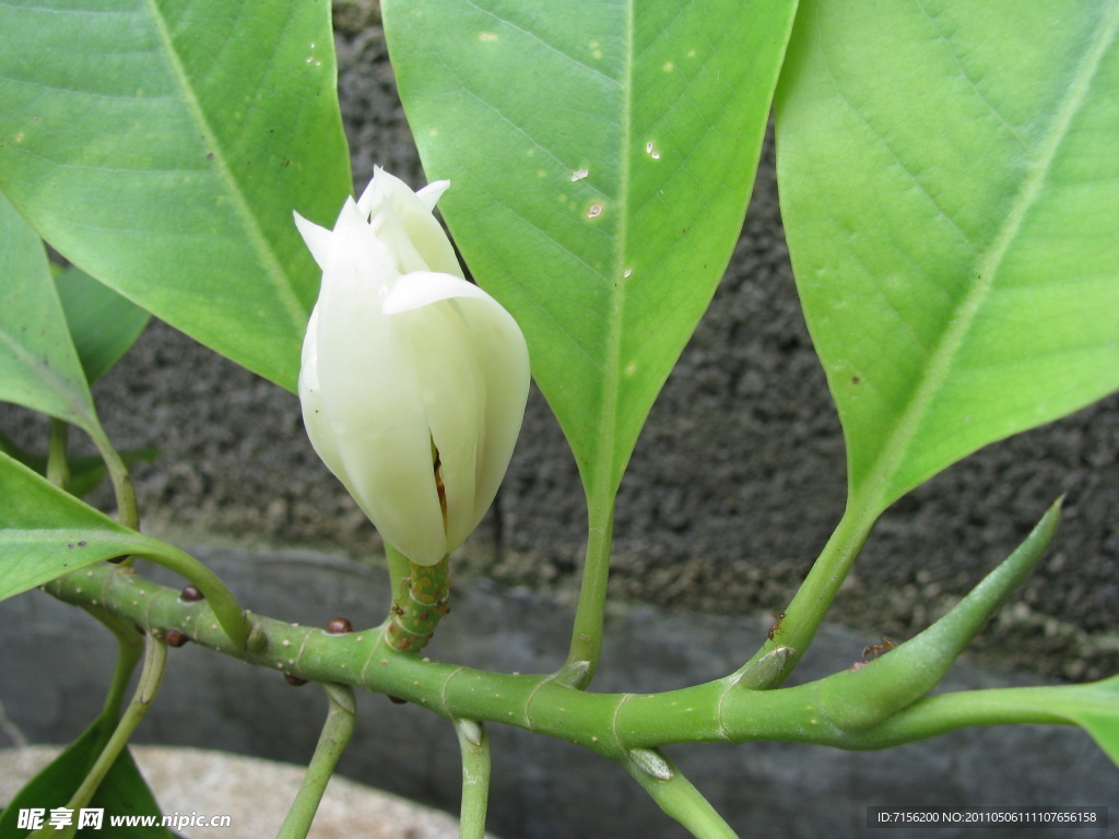 缅桂花