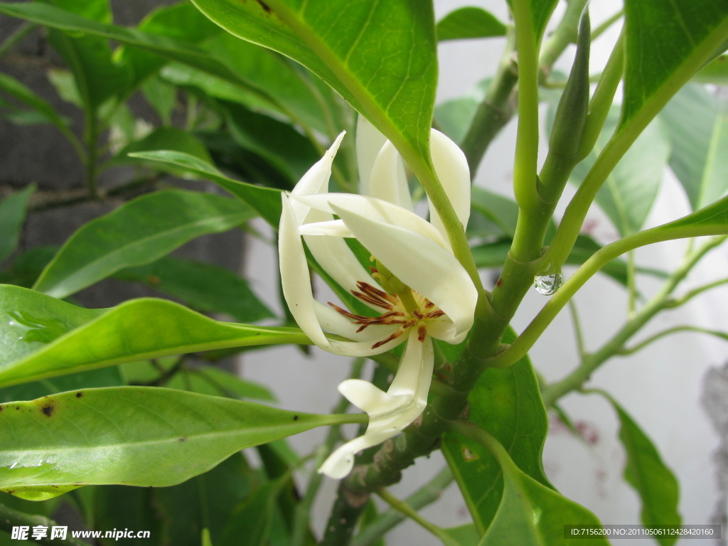 缅桂花