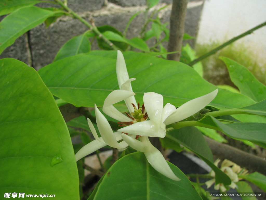 缅桂花