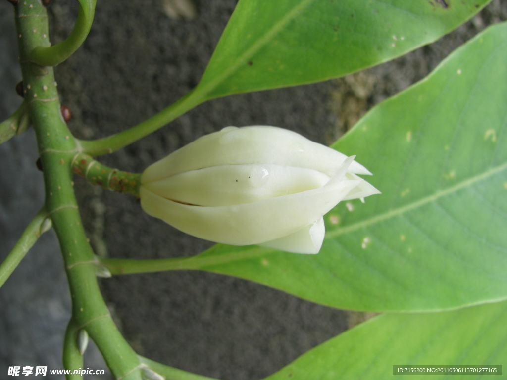 缅桂花