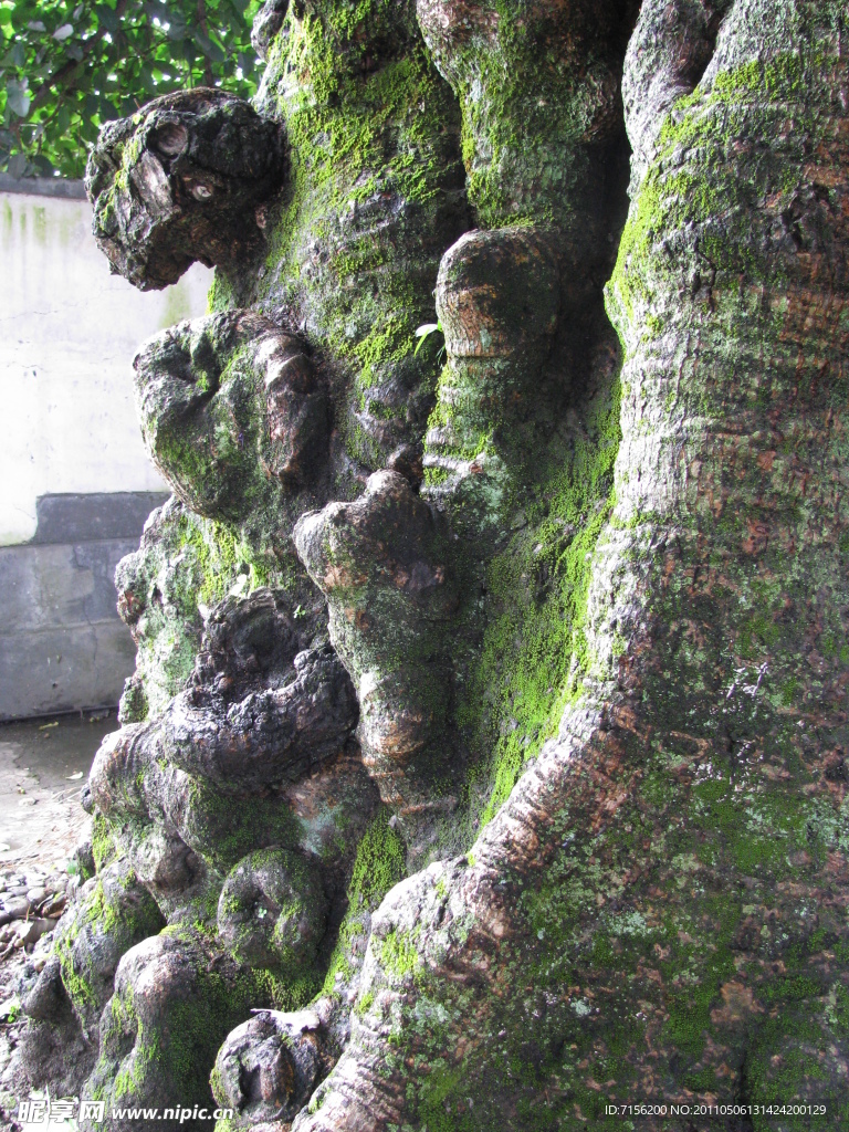 树根