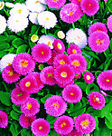雏菊