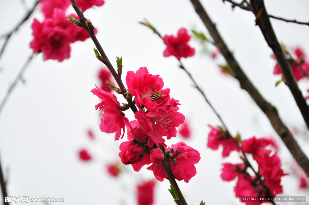 粉红桃花