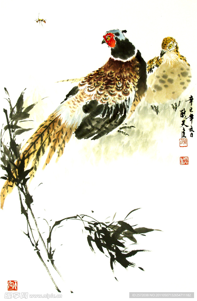 雉鸡