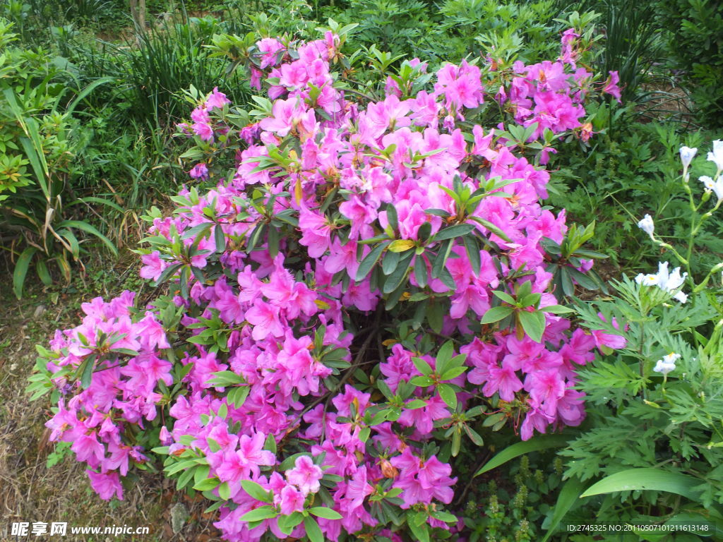 映山花开