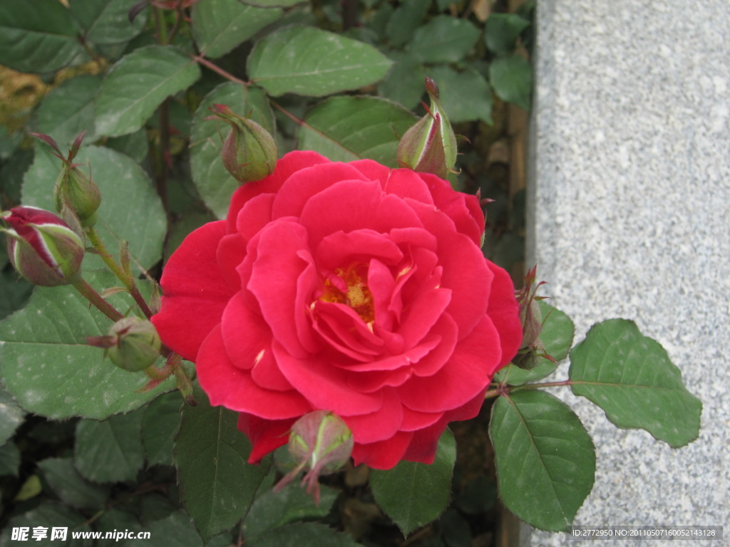 月季花