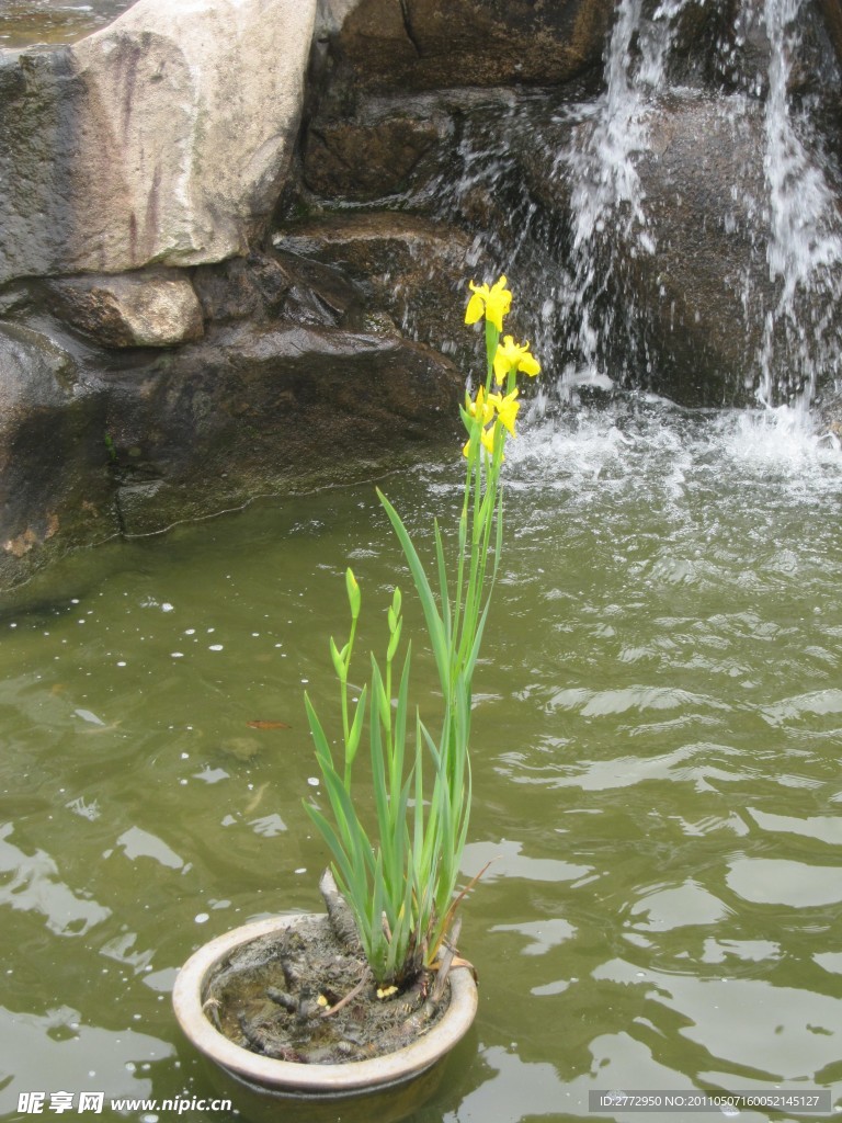 蝴蝶花
