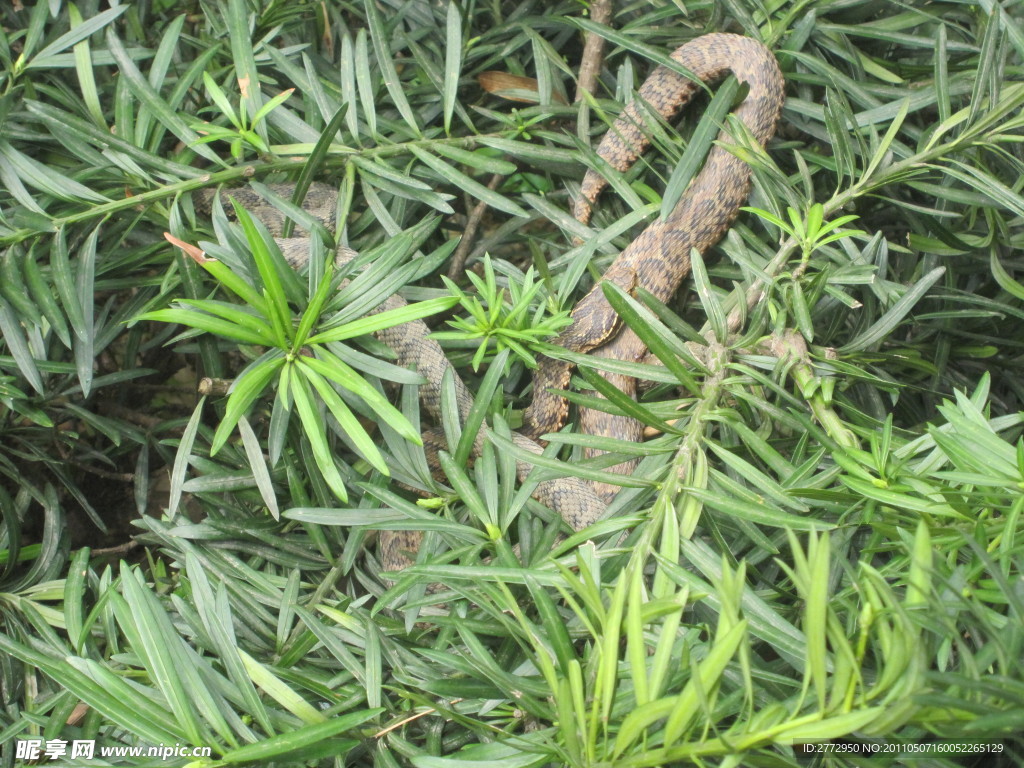 毒蛇