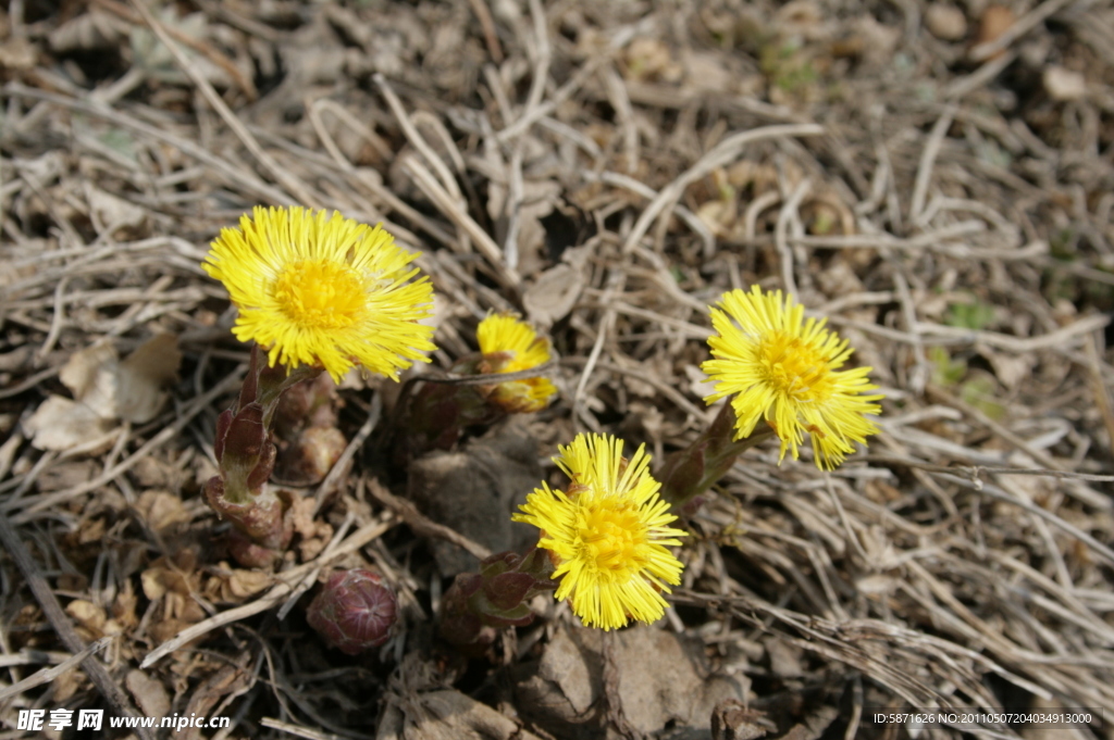 黄花